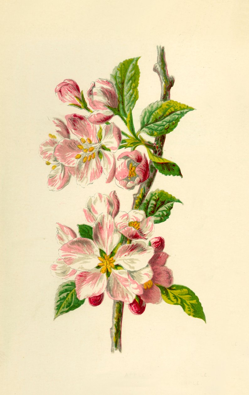 Pomme, 1877 - Frederick Edward Hulme