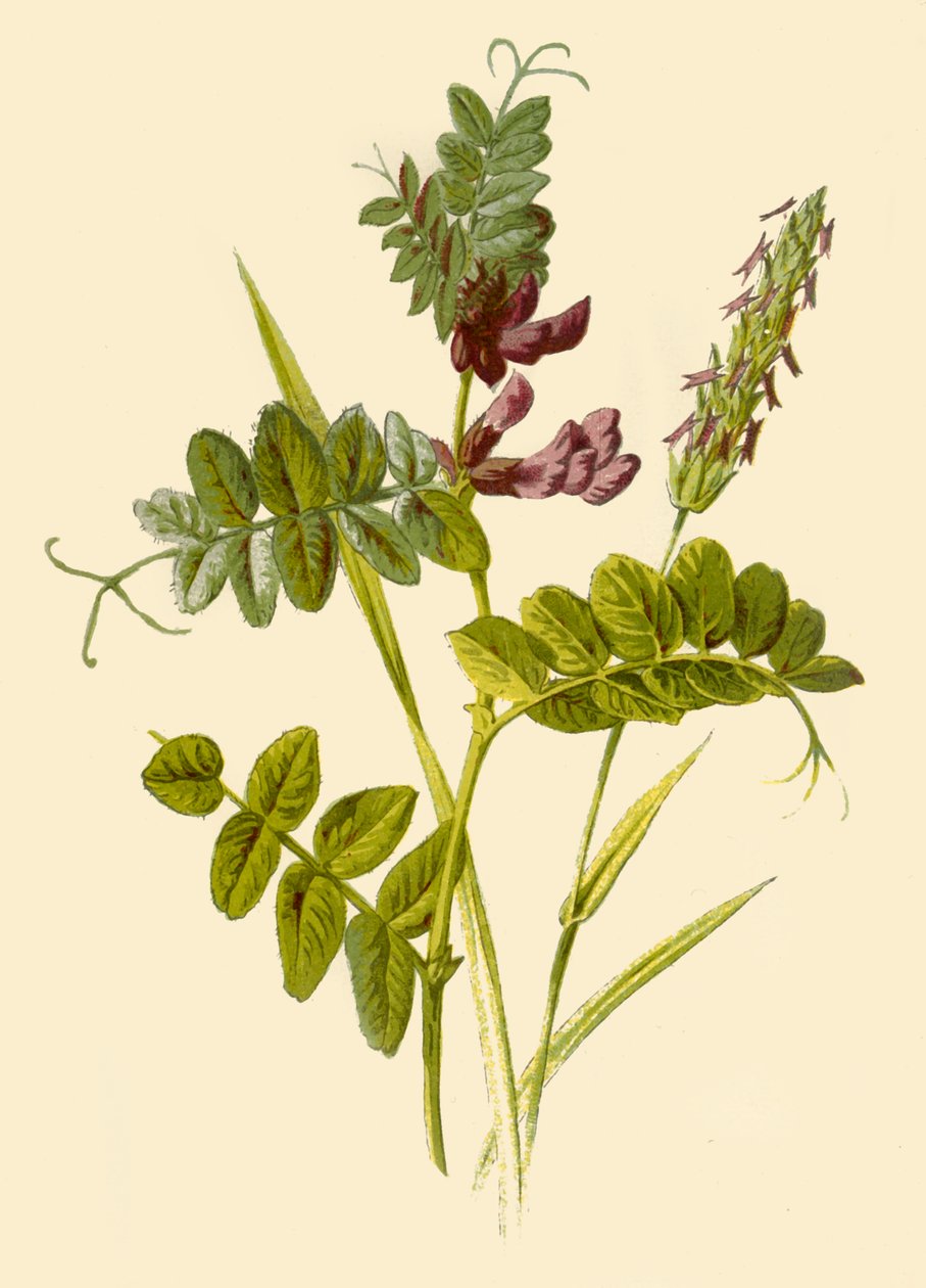 Vesce des haies et flouve odorante - Frederick Edward Hulme