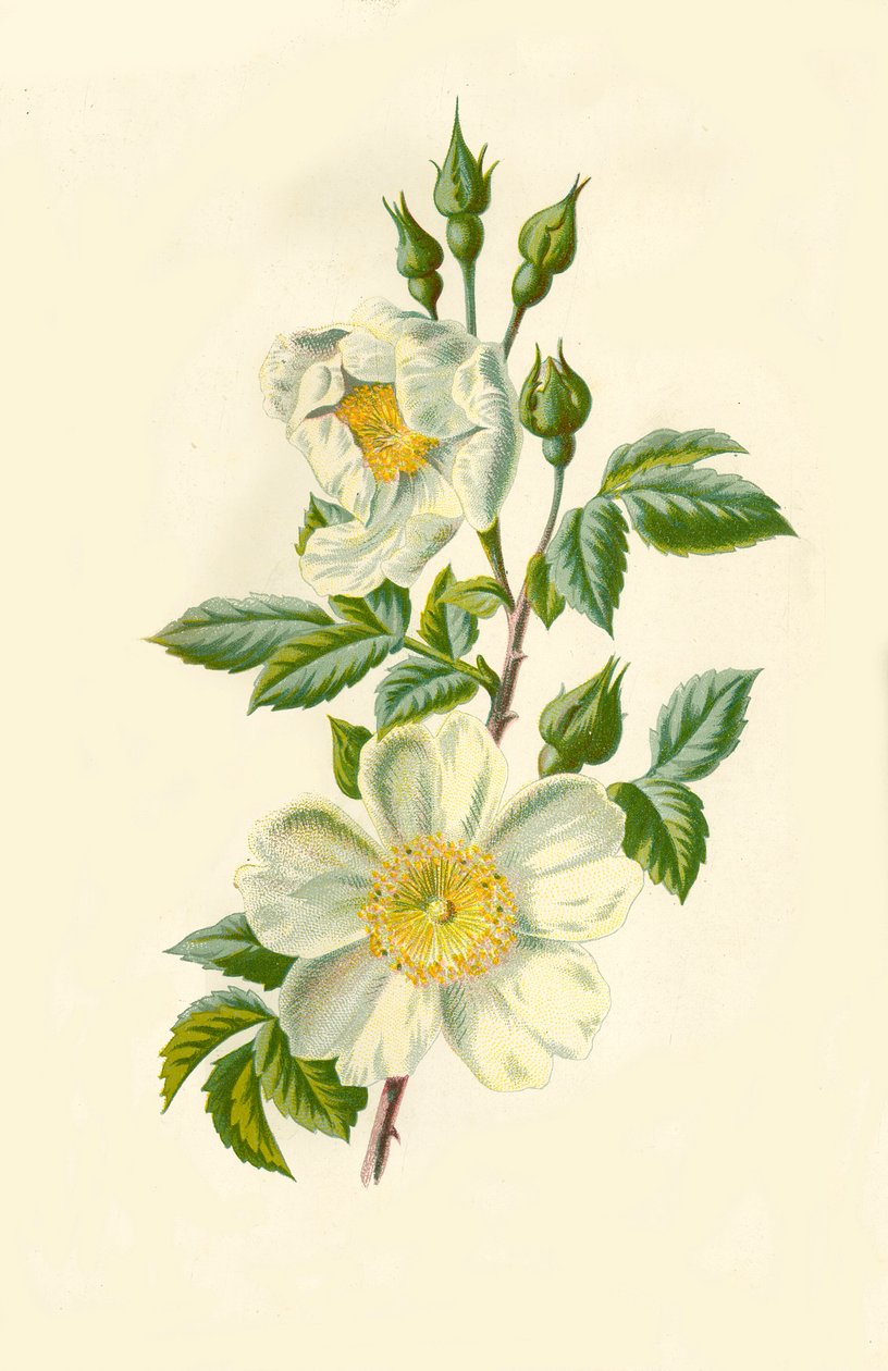 Rose des champs, 1877 - Frederick Edward Hulme