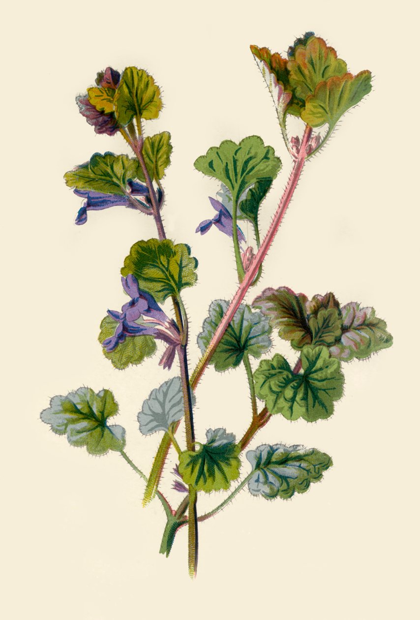 Lierre terrestre, 1877 - Frederick Edward Hulme