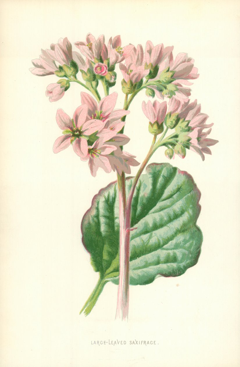 Saxifrage à grandes feuilles - Frederick Edward Hulme