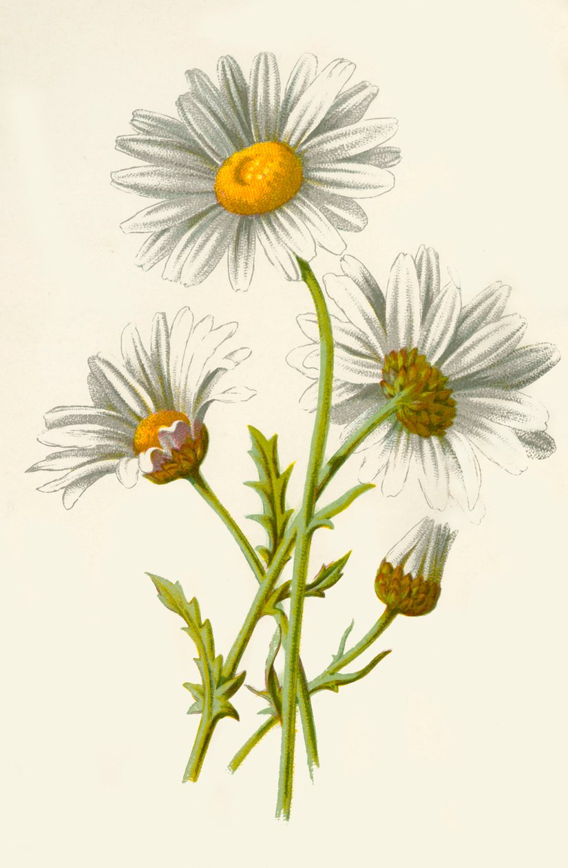 Marguerite, 1877 - Frederick Edward Hulme