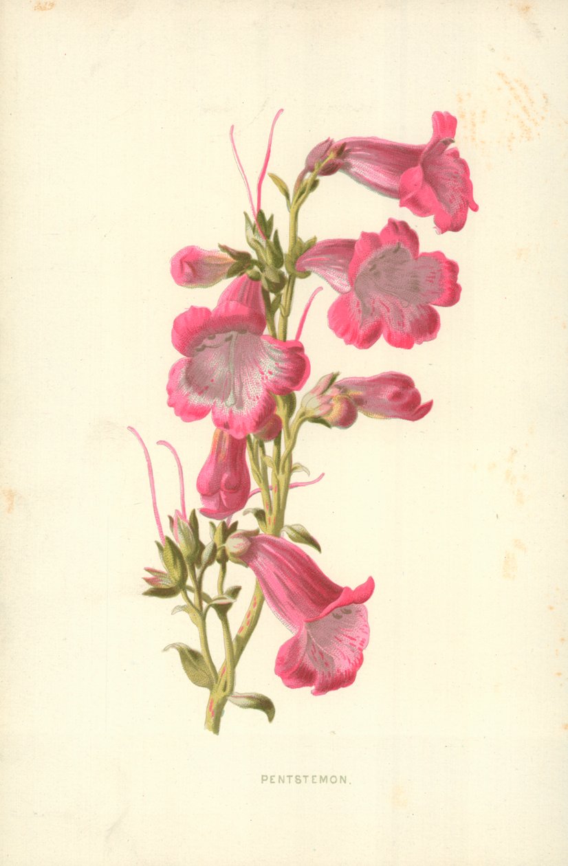 Penstemon - Frederick Edward Hulme