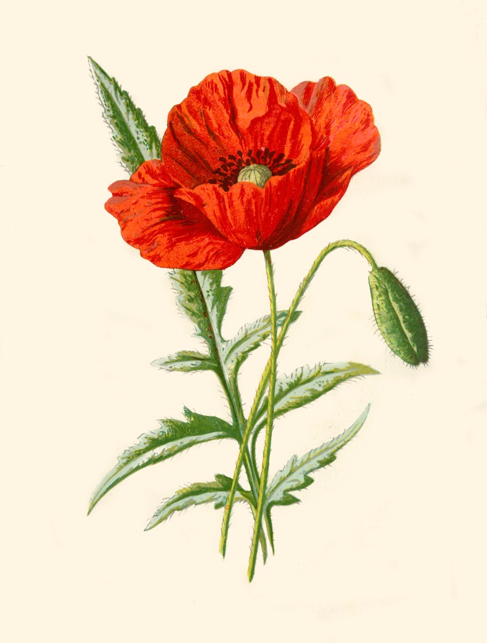Coquelicot écarlate, 1877 - Frederick Edward Hulme