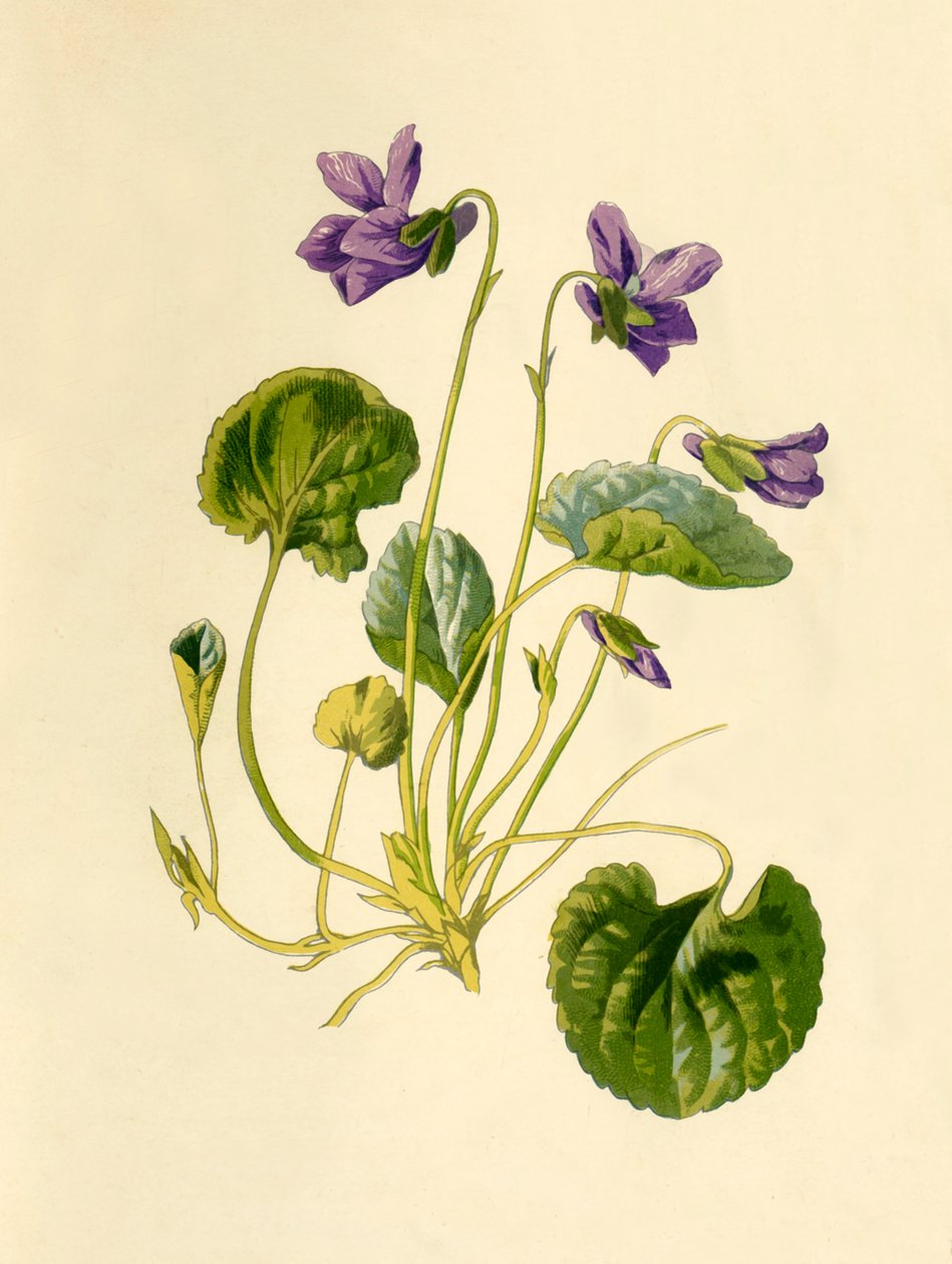 Violette douce, 1877 - Frederick Edward Hulme