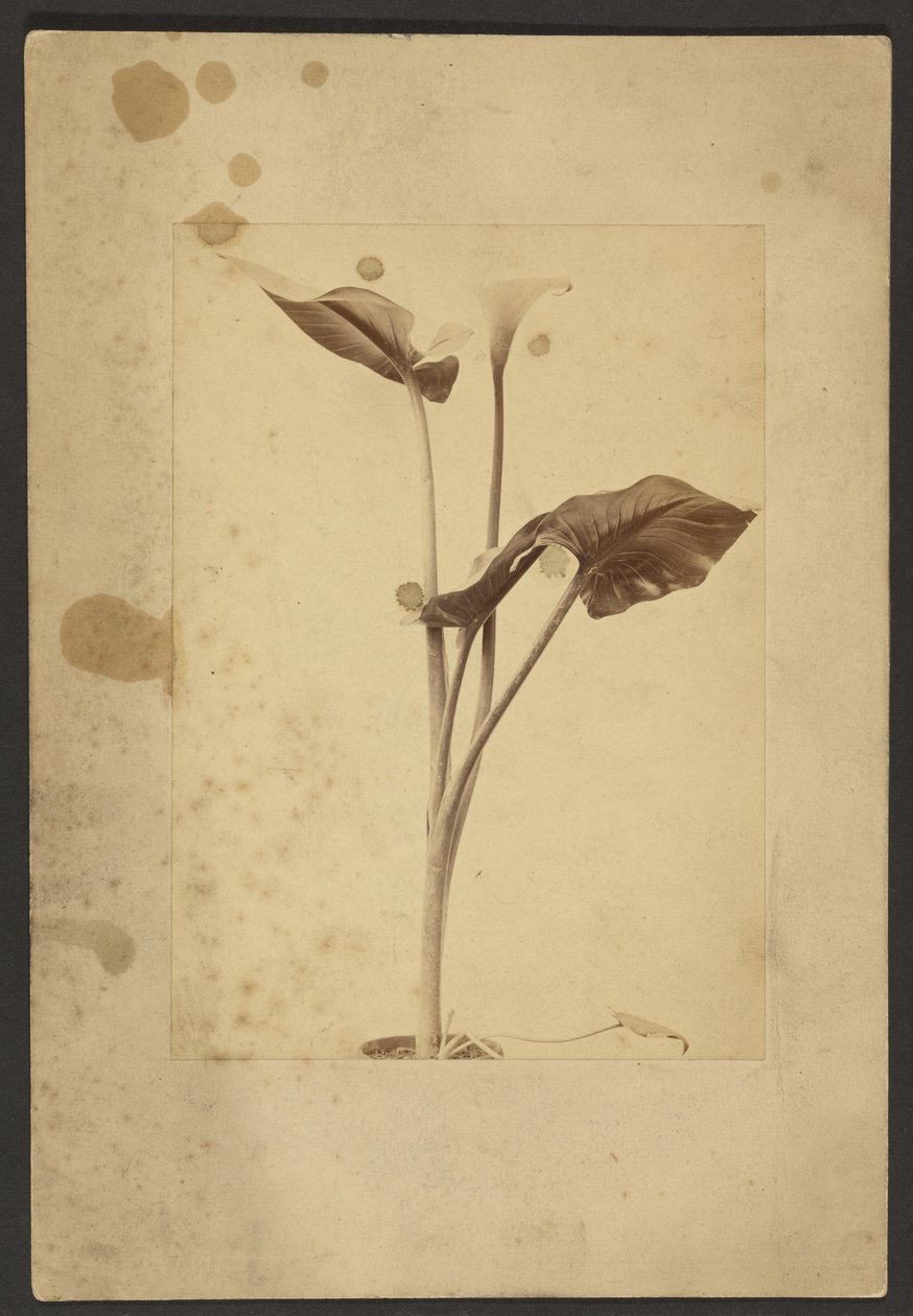 [Lys de Calla] - Frederick H. Hollyer