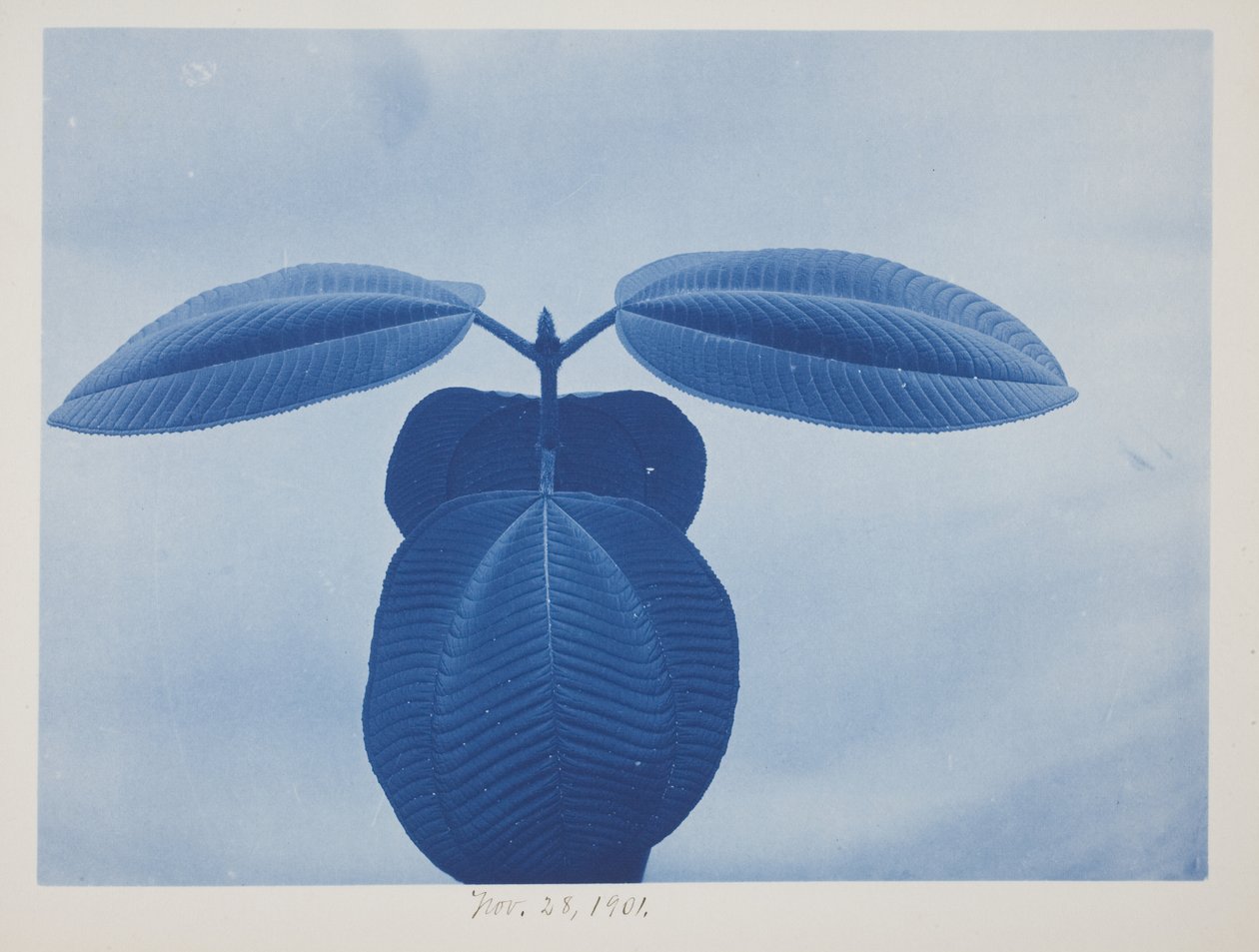 Tibouchina, 28 novembre - Frederick K. Coulson