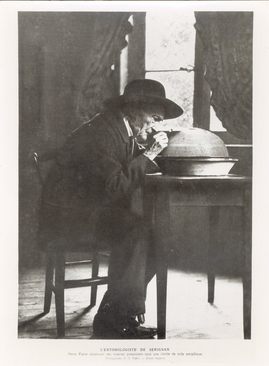 Jean-Henri Fabre (1823-1915) observant des insectes, extrait de Souvenirs Entomologiques, publié en 1924 - French Photographer