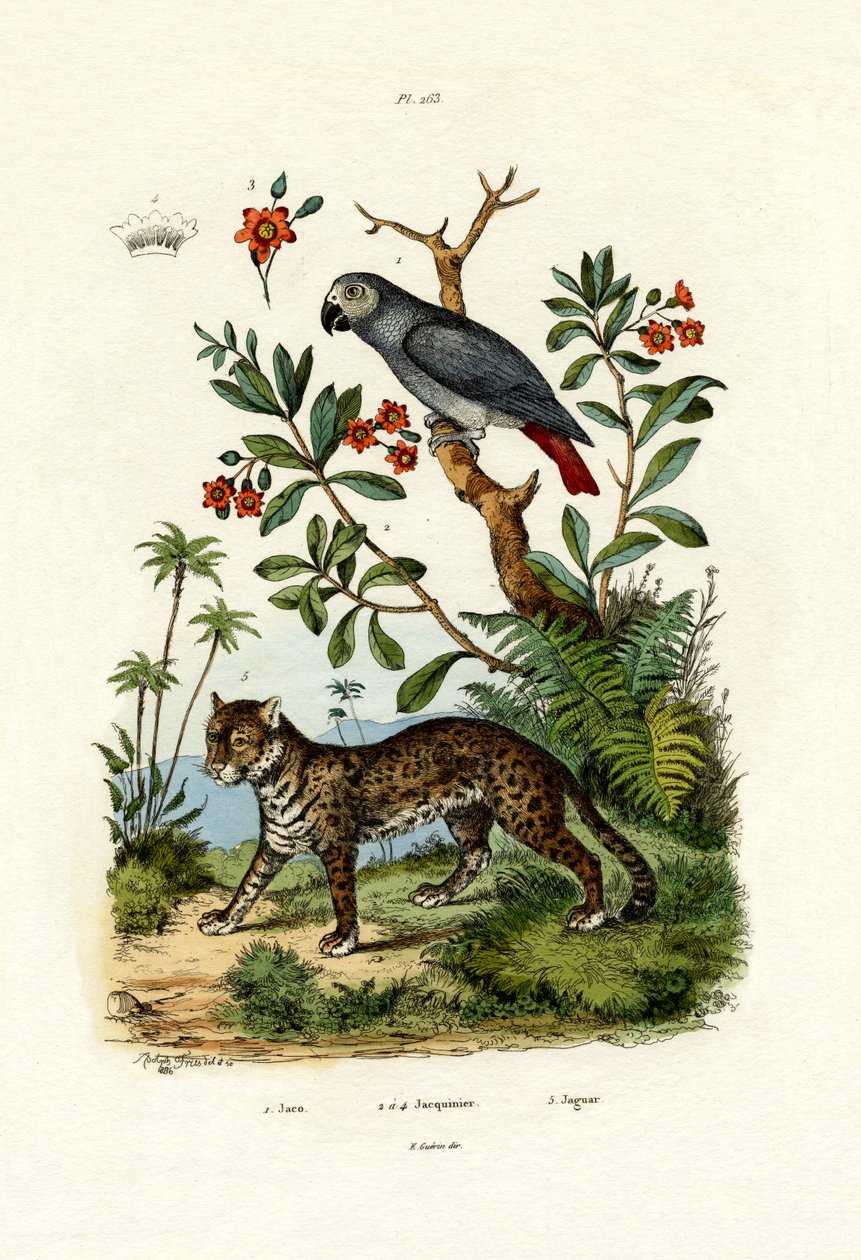 Perroquet gris d