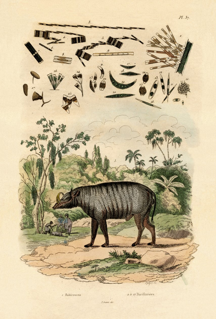 Babiroussa - French School