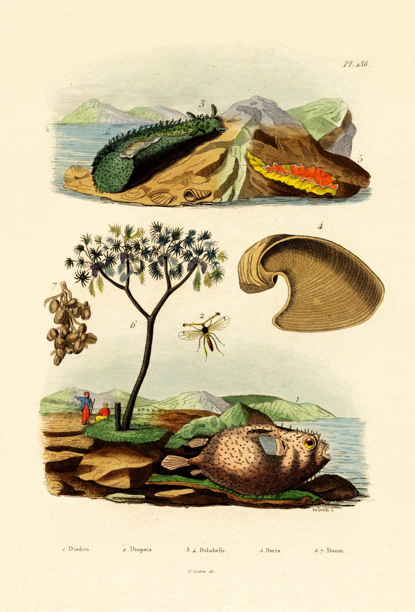 Poisson-ballon - French School
