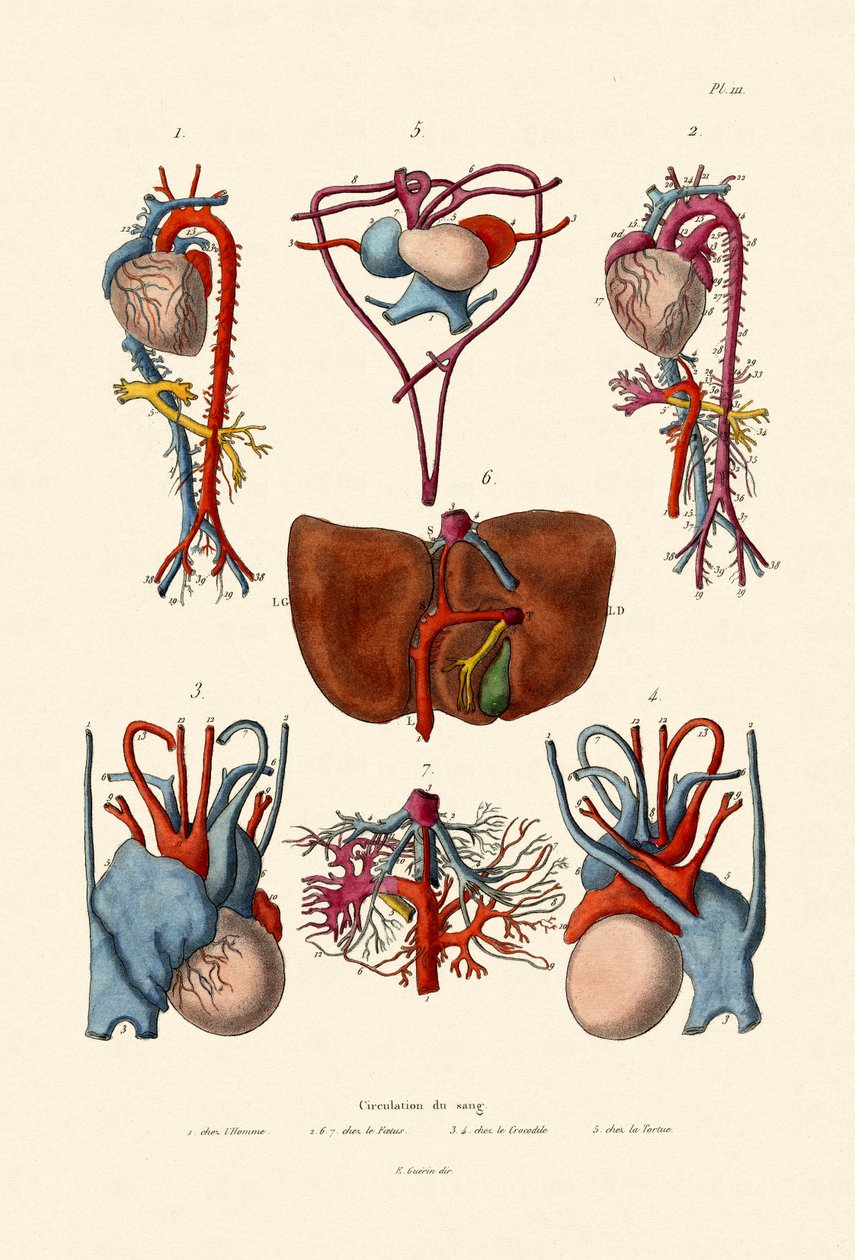 Circulation sanguine - French School