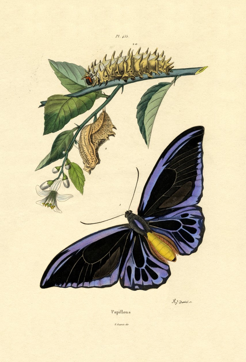 Papillons - French School
