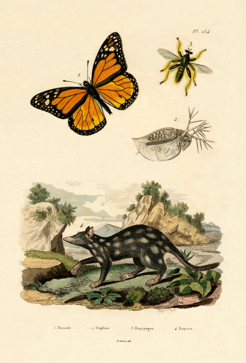 Papillon - French School