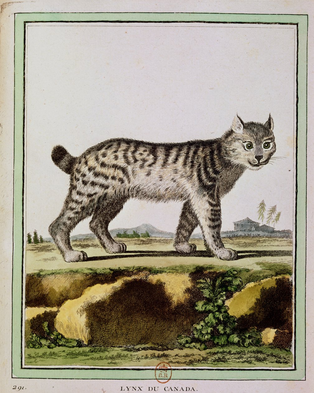 Lynx canadien (Lynx Canadensis) - French School