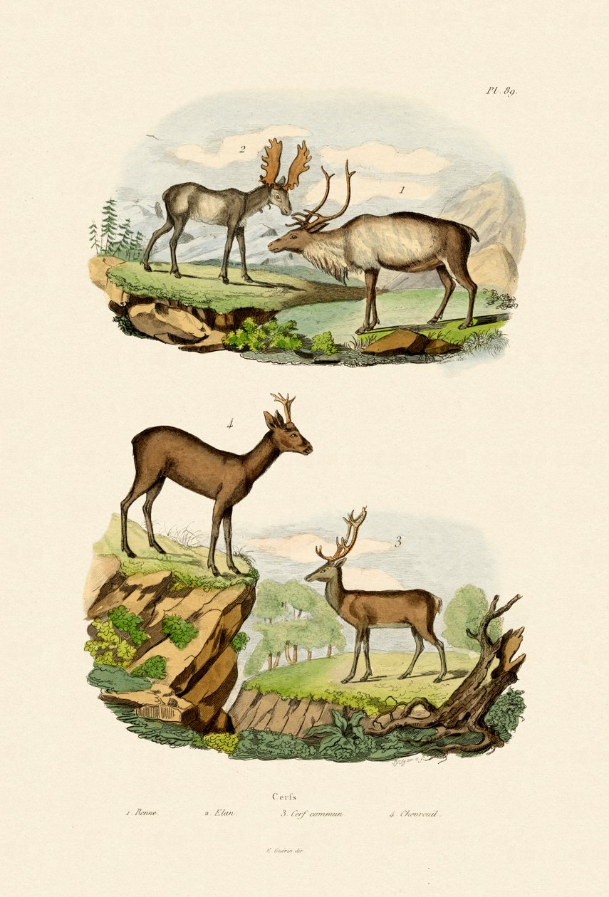 Cerf, 1833-39 - French School