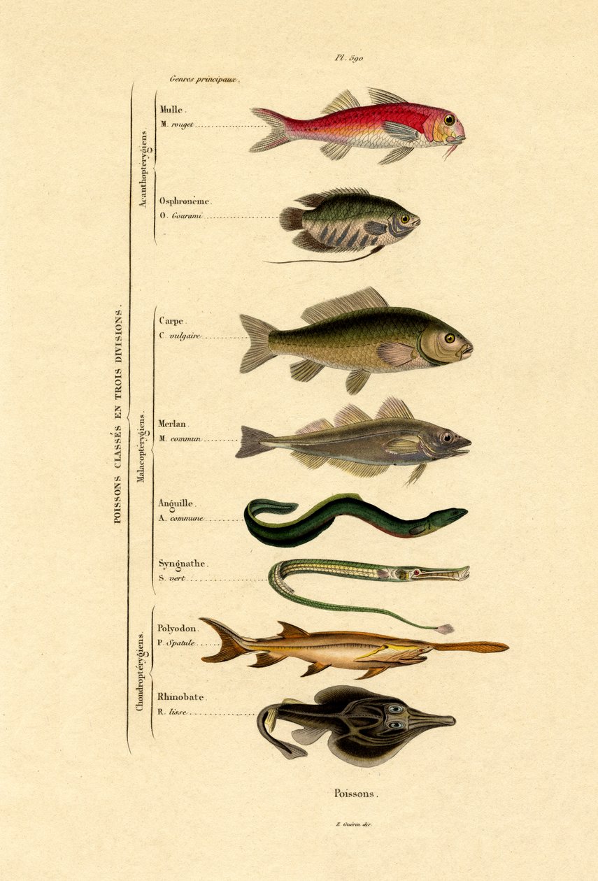 Poisson - French School