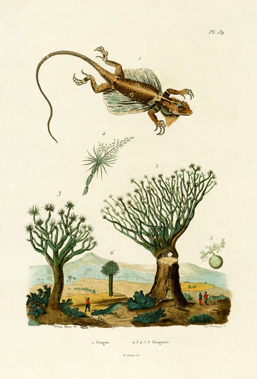 Dragon volant - French School