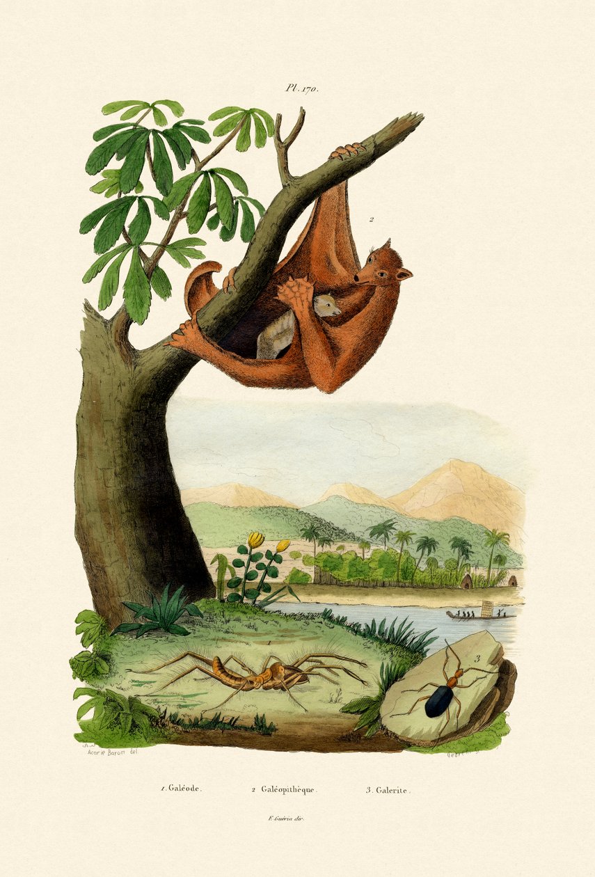 Lémur volant - French School