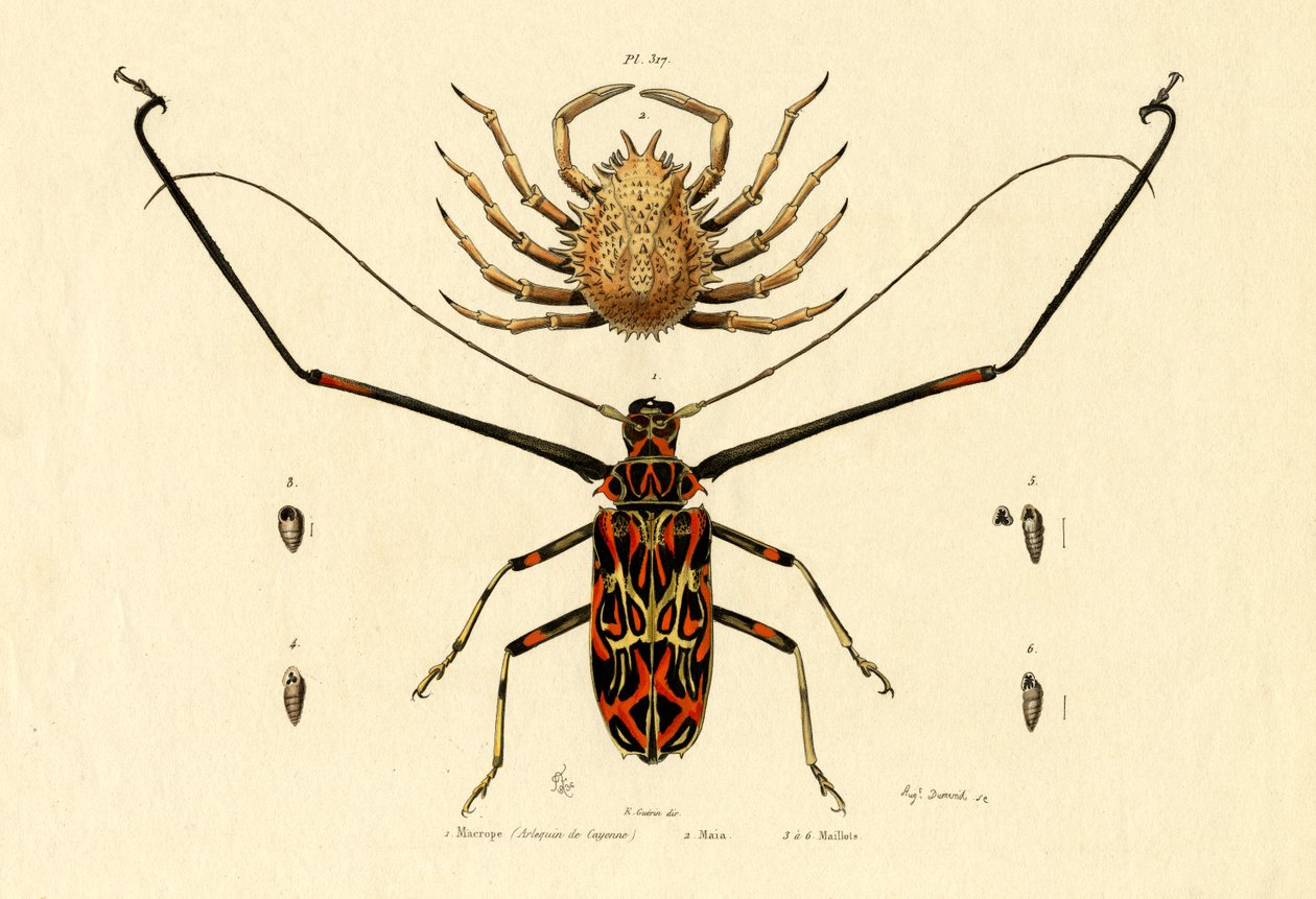 Coléoptère arlequin - French School