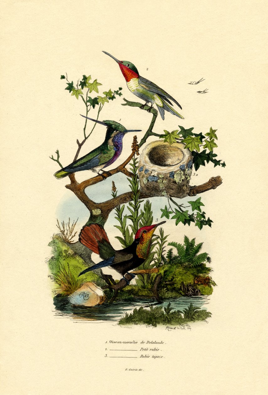 Colibris - French School