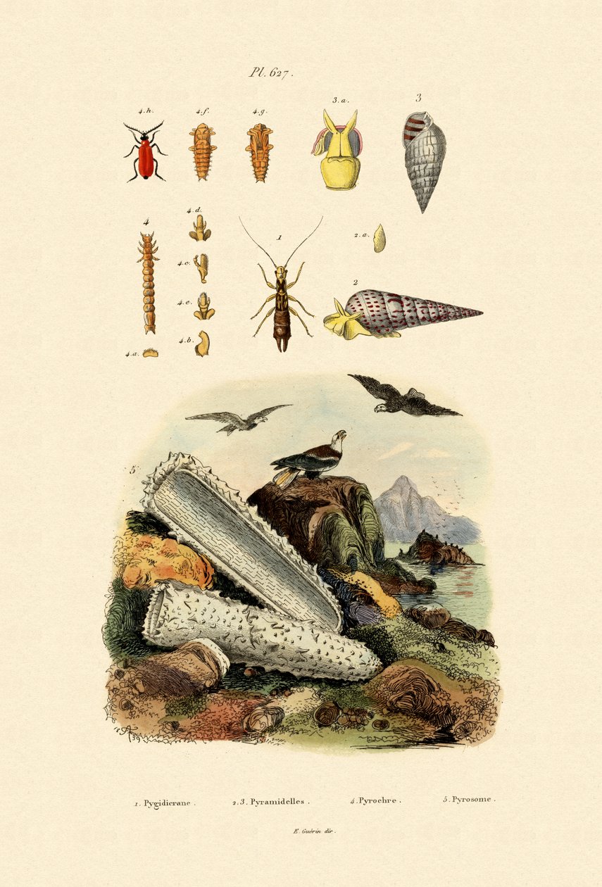 Insectes - French School