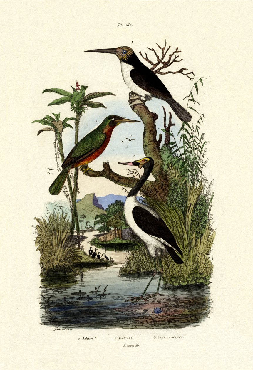 Jabiru - French School