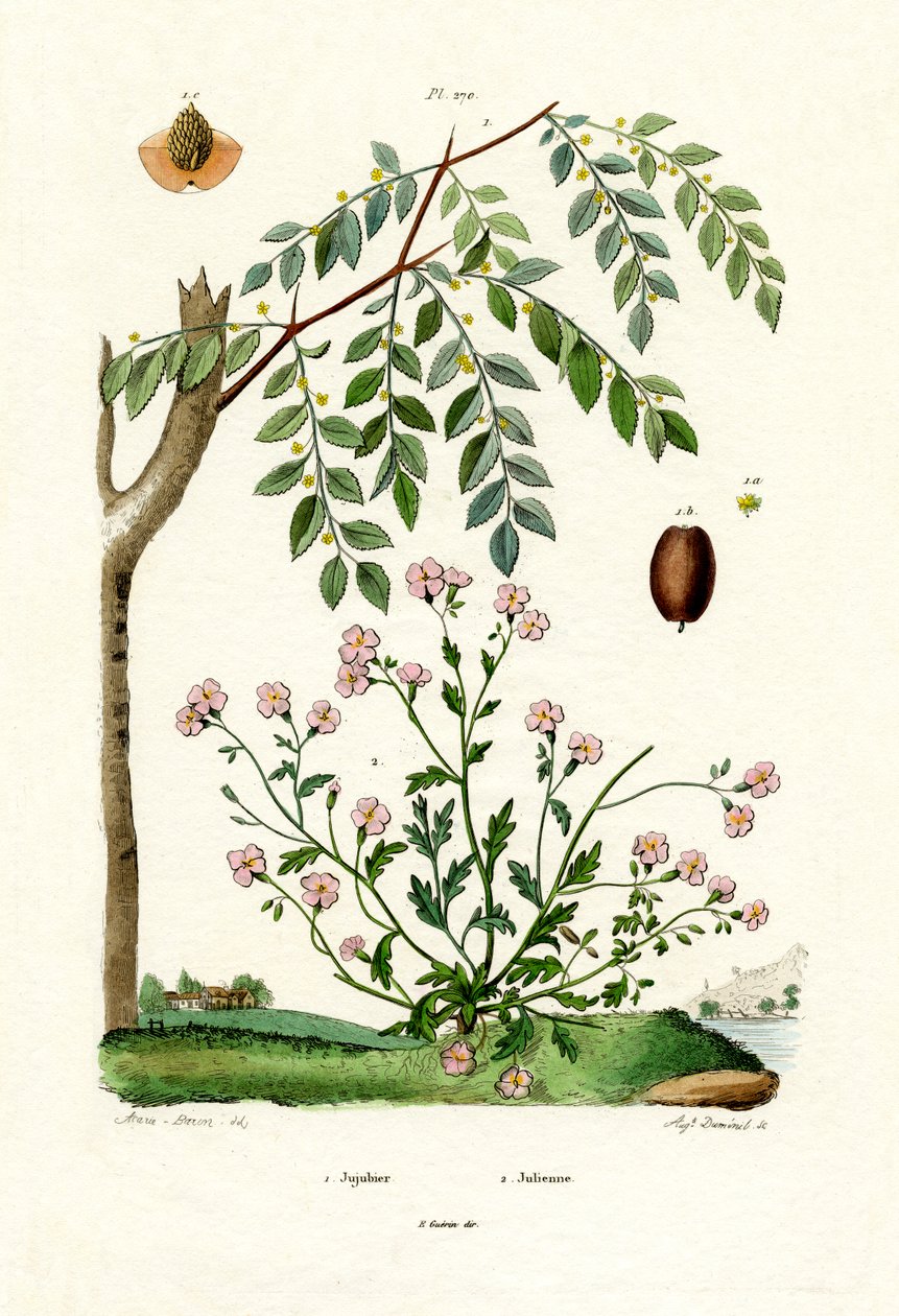Jujube, 1833-39 - French School