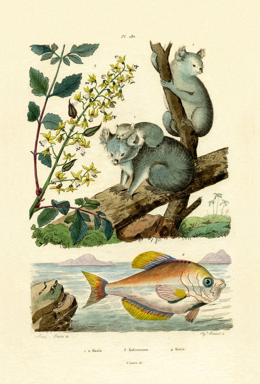 Koala - French School