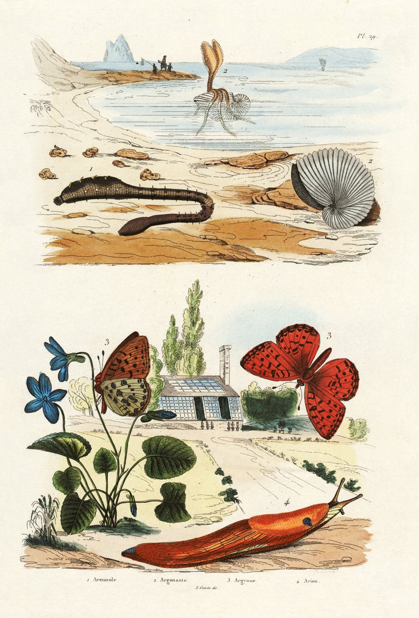 Ver pulmonaire - French School