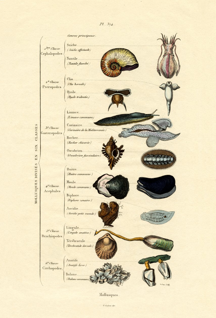 Mollusques - French School