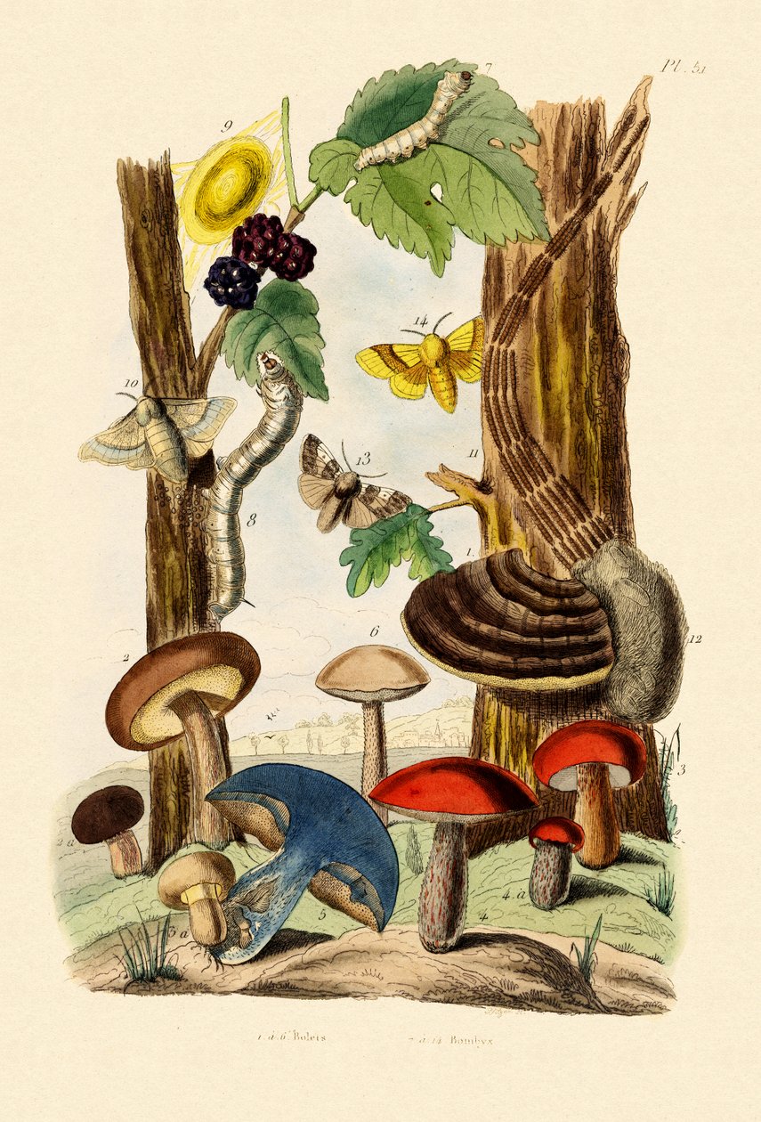 Champignons - French School