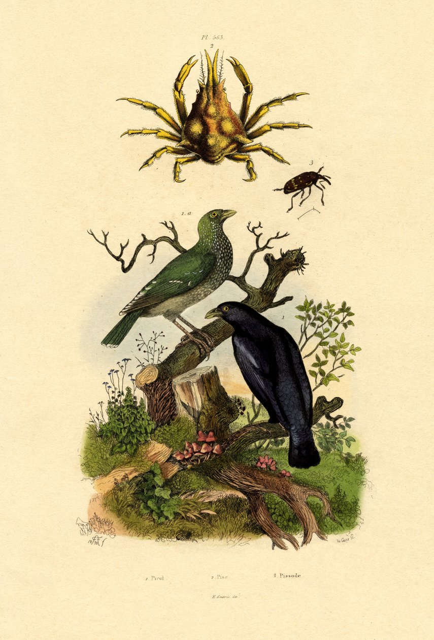 Loriot, 1833-39 - French School