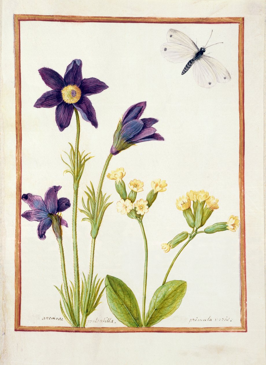 Anémone pulsatille, Primevère officinale et un papillon blanc du chou, c.1750 - French School