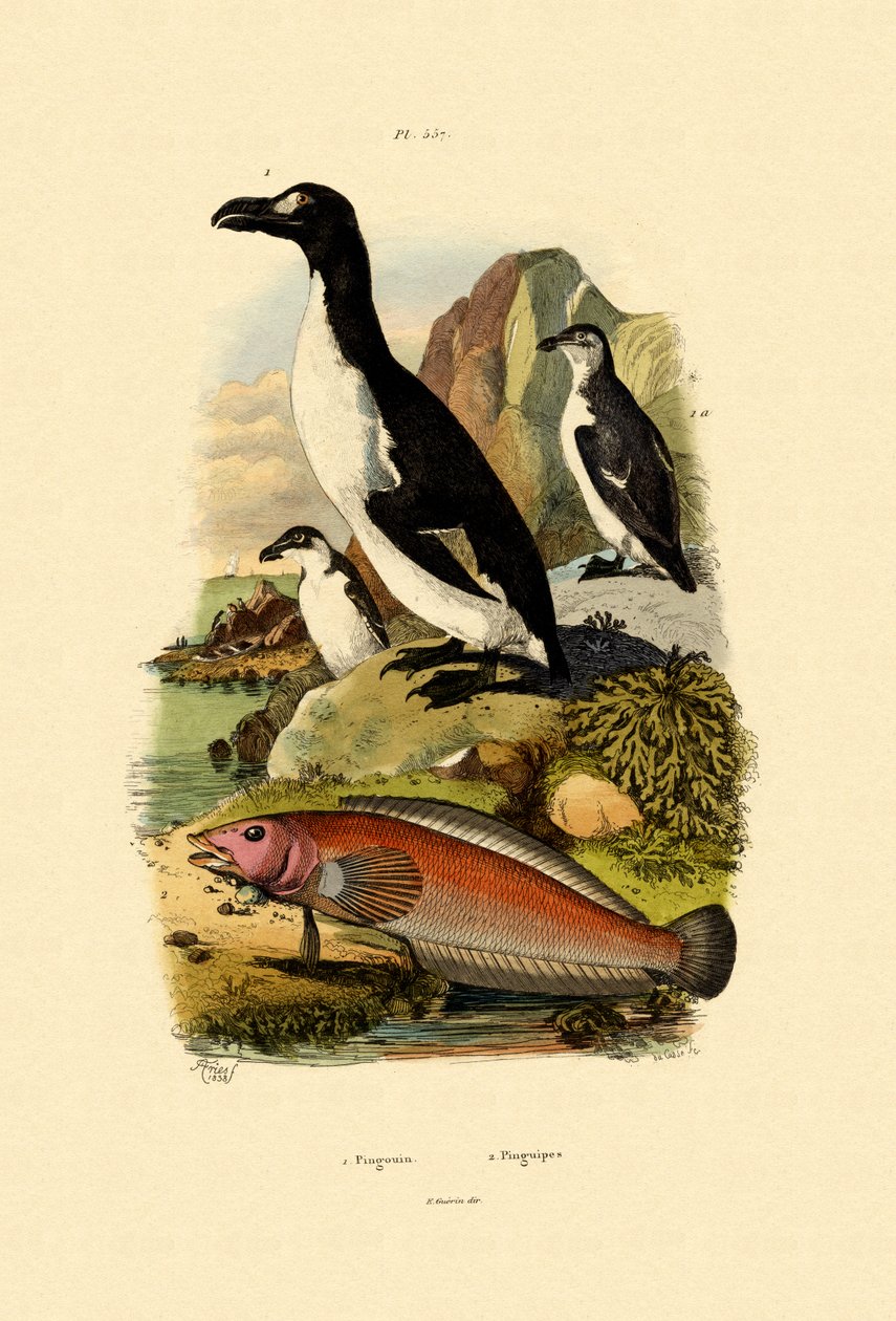 Pingouin, 1833-39 - French School
