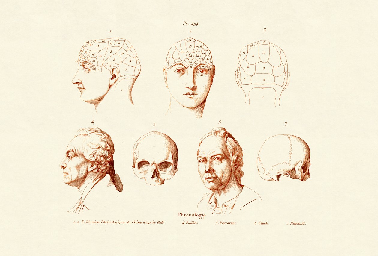 Phrenologie - French School