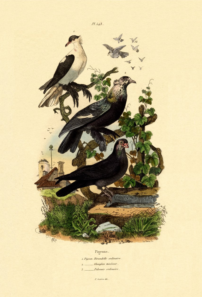 Pigeons, 1833-39 - French School