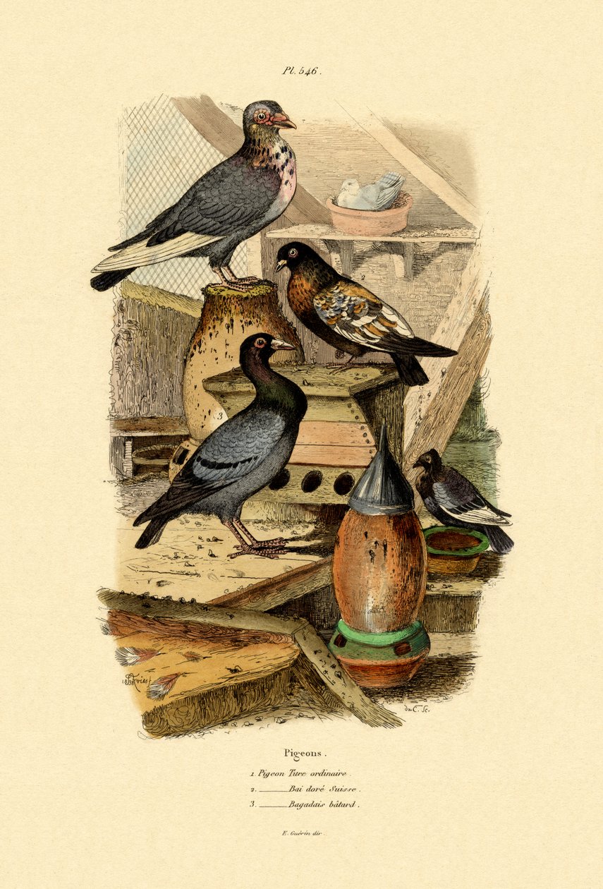 Pigeons, 1833-39 - French School