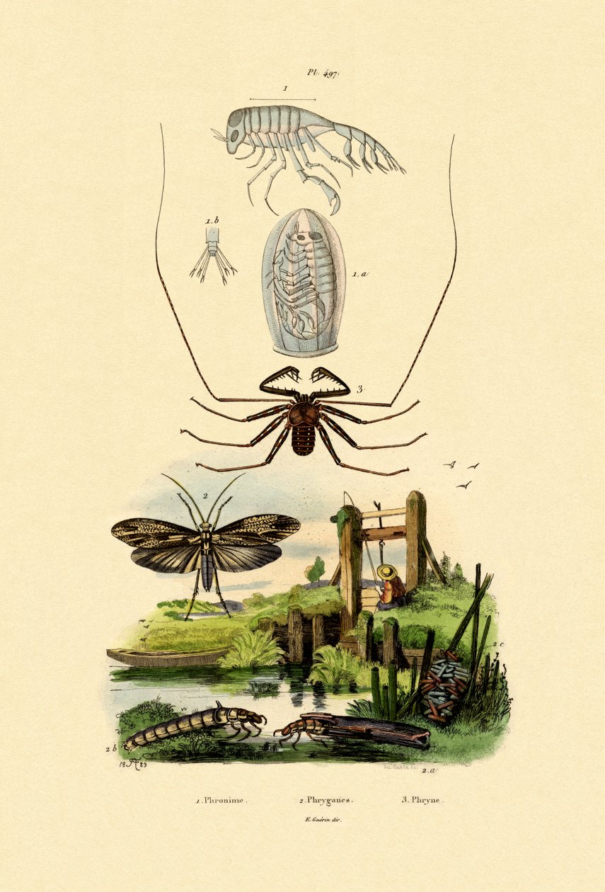Amphipode Pram Bug - French School