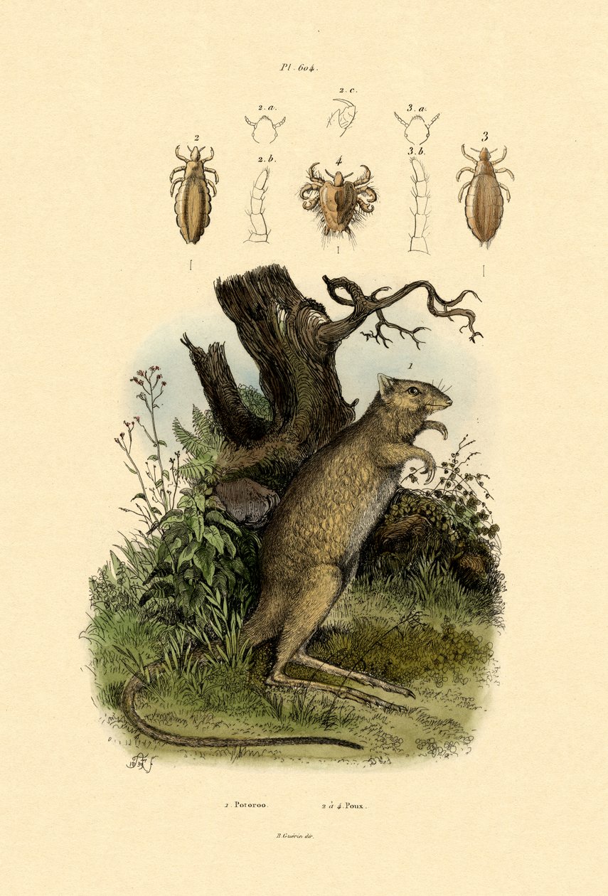 Rat-kangourou, 1833-39 - French School