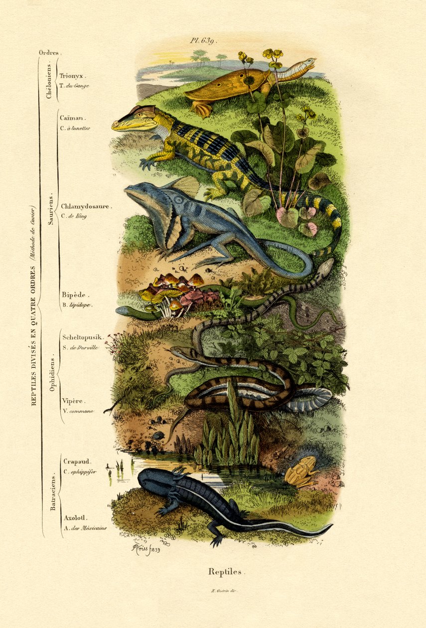 Reptiles, 1833-39 - French School