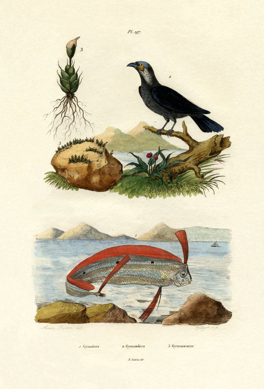 Poisson ruban - French School