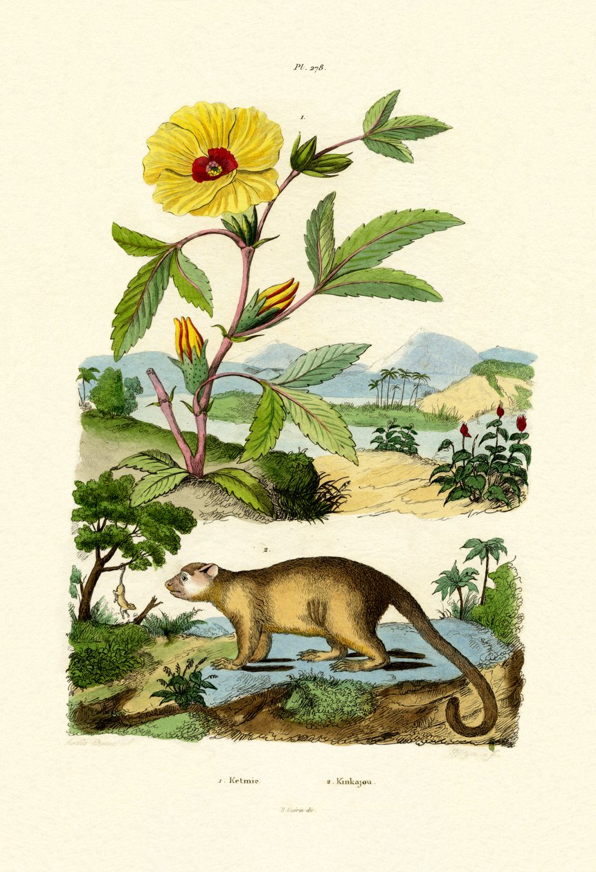 Rose de Sharon - French School