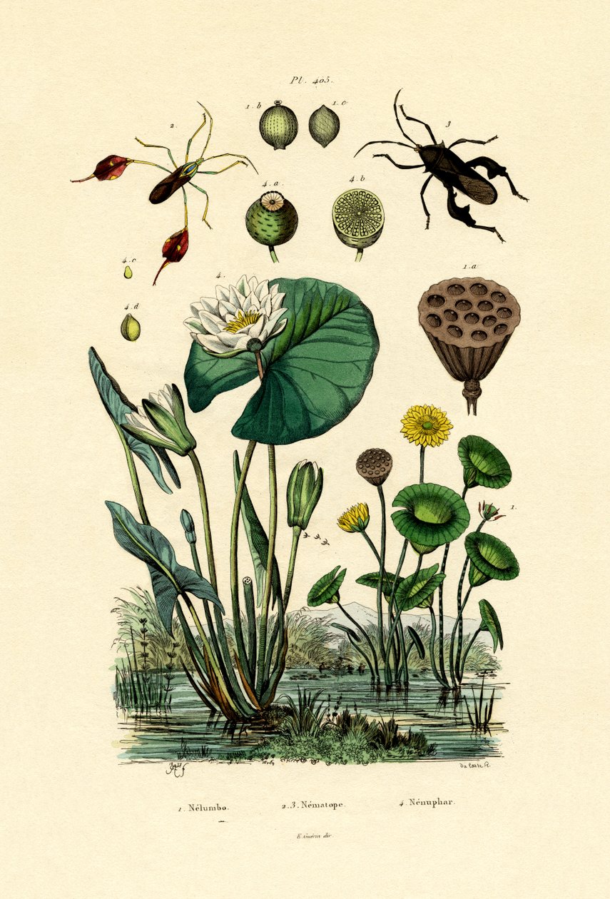 Lotus sacré - French School