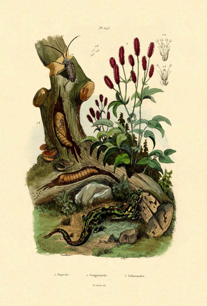 Salamandre, 1833-39 - French School