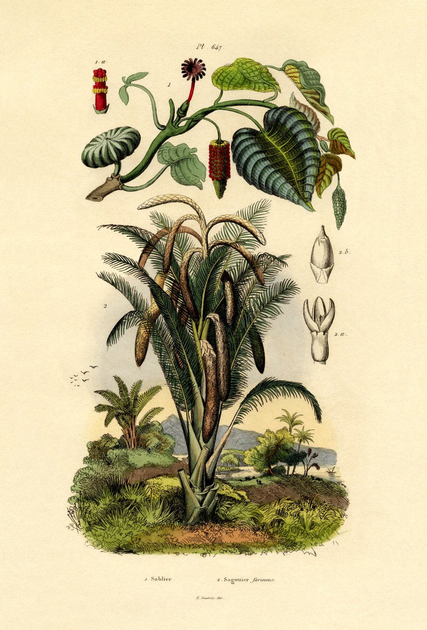 Arbre à sabots, 1833-39 - French School