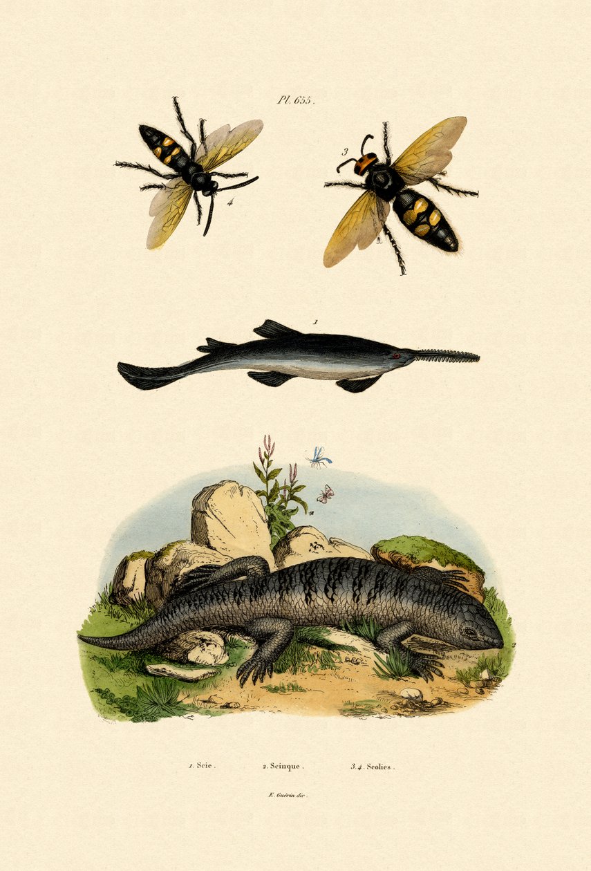 Poisson-scie, 1833-39 - French School
