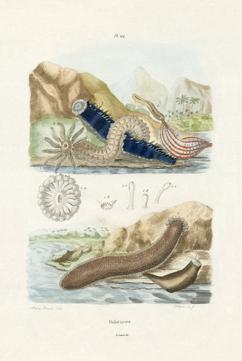 Concombres de mer - French School