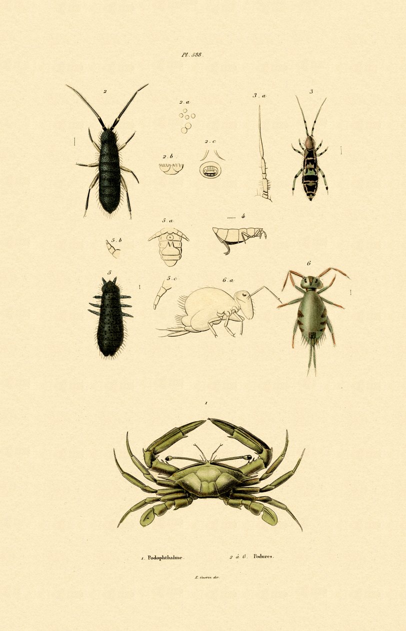 Crabe sentinelle - French School