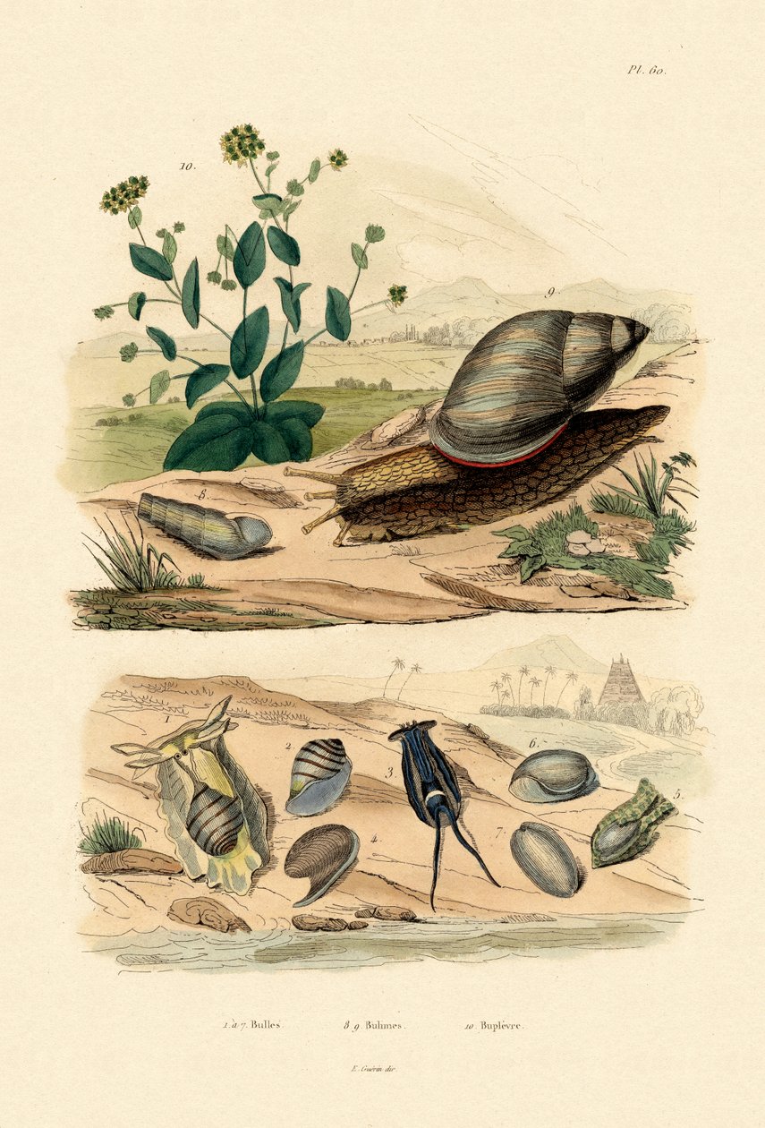Coquillages - French School